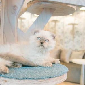 おしゃれすぎる「猫カフェMoCHA」が竹下通りにOPEN　原宿らしい店内でにゃんこと触れ合おう